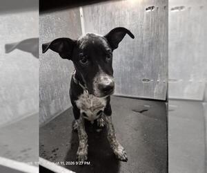 Mutt Dogs for adoption in San Antonio, TX, USA