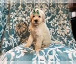 Small Photo #17 Poodle (Standard) Puppy For Sale in LAKELAND, FL, USA