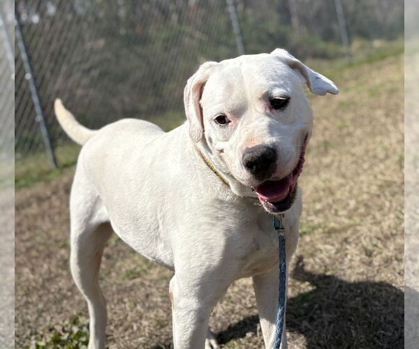 Medium Photo #8 American Pit Bull Terrier-Unknown Mix Puppy For Sale in Virginia Beach, VA, USA