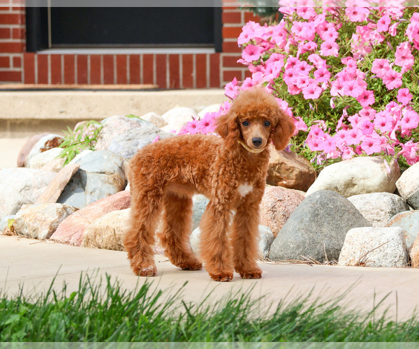 Medium Photo #5 Poodle (Miniature) Puppy For Sale in SYRACUSE, IN, USA