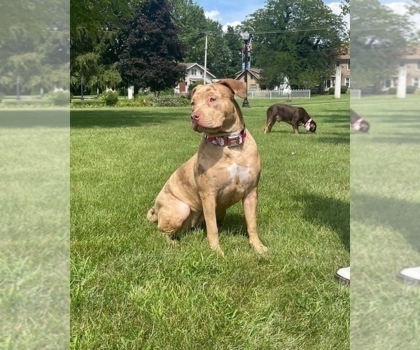 Medium Photo #1 American Bully Puppy For Sale in MANSFIELD, OH, USA