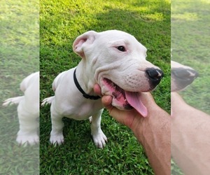 Dogo Argentino Puppy for sale in RALEIGH, NC, USA