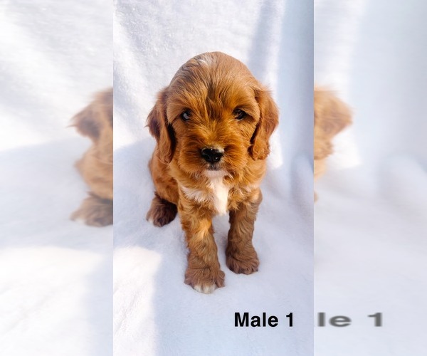 Medium Photo #1 Cavapoo Puppy For Sale in RICHLAND, MO, USA