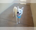 Small #2 Siberian Husky Mix