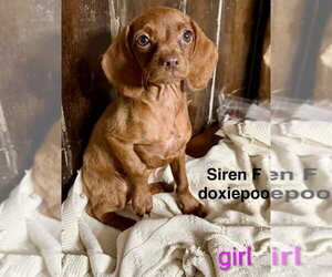 Doxiepoo (Miniature) Dogs for adoption in Studio City, CA, USA