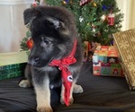 Small Photo #9 German Shepherd Dog Puppy For Sale in RISING SUN, IN, USA