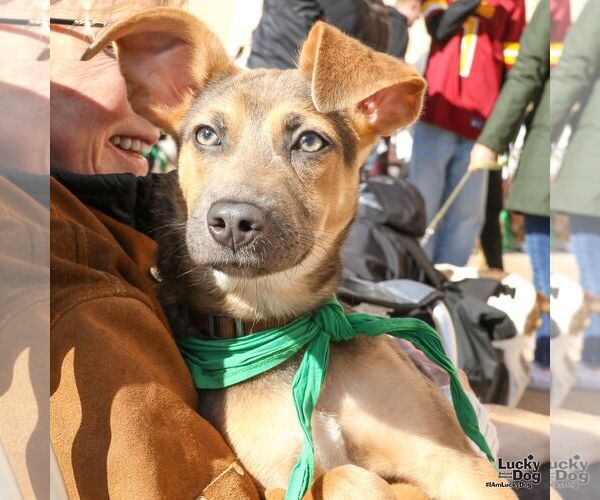 Medium Photo #3 Australian Shepherd-Unknown Mix Puppy For Sale in Washington, DC, USA