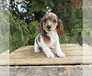 Dachshund Puppy for sale in MIDDLEBURY, IN, USA