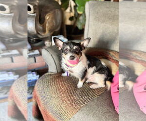 Chihuahua-Unknown Mix Dogs for adoption in Pittsburg, CA, USA