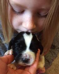 English Cocker Spaniel Puppy for sale in CHATHAM, IL, USA