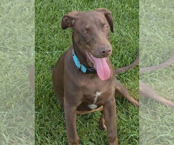 Medium Photo #3 Doberman Pinscher-Unknown Mix Puppy For Sale in Minneaoplis, MN, USA