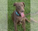 Small #2 Doberman Pinscher Mix