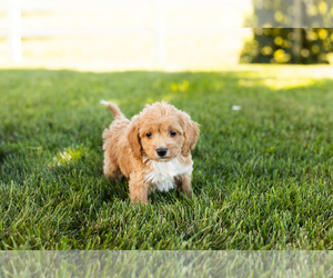 Cock-A-Poo-Poodle (Miniature) Mix Puppy for sale in SHIPSHEWANA, IN, USA