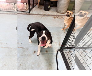 Kaia - Female Mutt Dog for Adoption - Photo #2