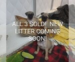 Small Photo #4 Pug Puppy For Sale in CINCINNATI, OH, USA