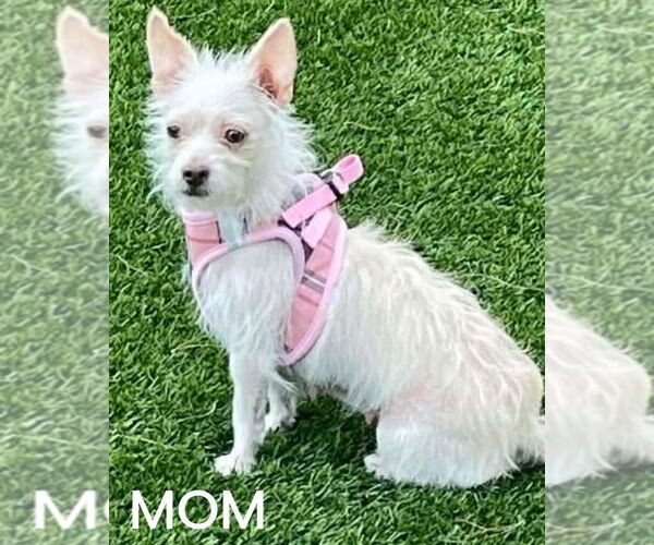 Medium Photo #2 Chihuahua-Unknown Mix Puppy For Sale in Mesa, AZ, USA