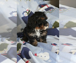 Small Photo #14 Bernedoodle (Miniature) Puppy For Sale in MILWAUKEE, WI, USA