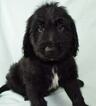Small Photo #2 Goldendoodle Puppy For Sale in OMAHA, NE, USA