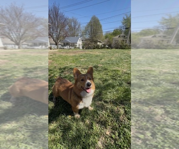 Medium Photo #1 Pembroke Welsh Corgi Puppy For Sale in INDEPENDENCE, MO, USA