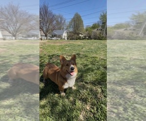 Pembroke Welsh Corgi Puppy for sale in INDEPENDENCE, MO, USA