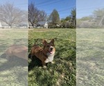 Small Pembroke Welsh Corgi