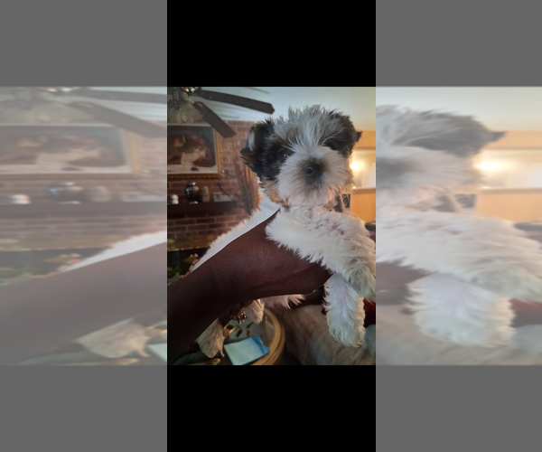 Medium Photo #2 Yorkshire Terrier Puppy For Sale in HOUSTON, TX, USA