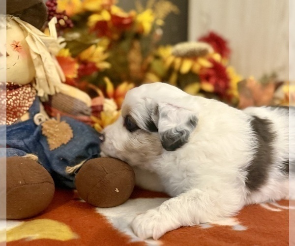Medium Photo #6 Miniature Australian Shepherd Puppy For Sale in ANTHONY, FL, USA
