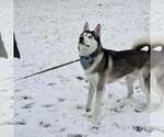 Small Photo #41 Siberian Husky Puppy For Sale in KING GEORGE, VA, USA