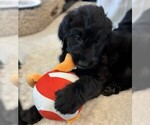 Small Photo #39 Goldendoodle Puppy For Sale in FORT LAUDERDALE, FL, USA