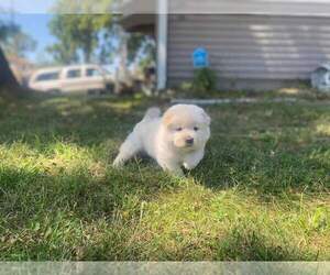 Chow Chow Puppy for sale in CO BLUFFS, IA, USA