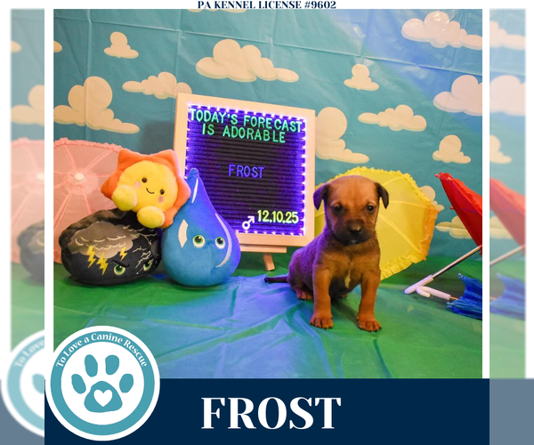 Medium Photo #5 Labrador Retriever-Unknown Mix Puppy For Sale in Kimberton, PA, USA