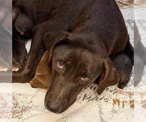Labrador Retriever-Unknown Mix Dogs for adoption in San Antonio, TX, USA