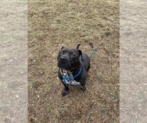 American Pit Bull Terrier-Unknown Mix Dogs for adoption in Front Royal, VA, USA