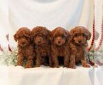 Small #1 Goldendoodle (Miniature)