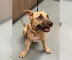 Small Black Mouth Cur Mix