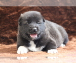 Small Photo #4 Wolf Hybrid Puppy For Sale in SAINT IGNATIUS, MT, USA