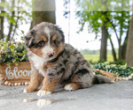 Small Photo #13 Miniature American Shepherd Puppy For Sale in CHRISTIANA, PA, USA