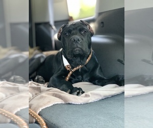 Cane Corso Puppy for sale in JEFFERSON PARK, IL, USA