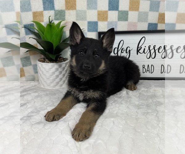 Medium Photo #6 German Shepherd Dog Puppy For Sale in FRANKLIN, IN, USA