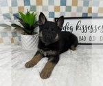 Small #5 German Shepherd Dog