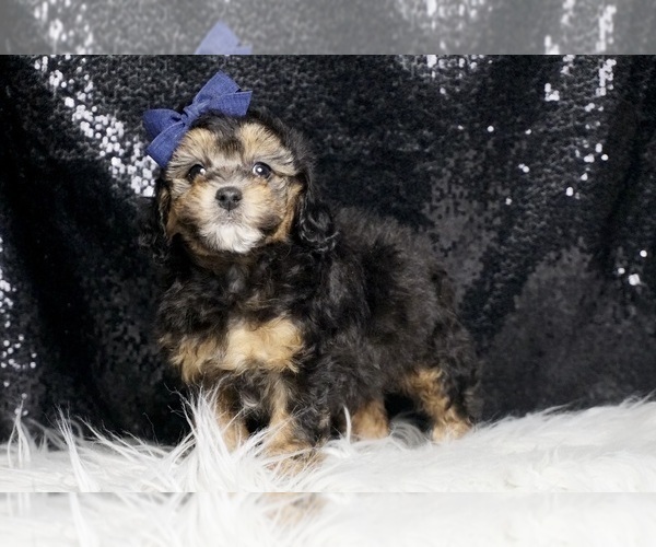 Medium Photo #1 Poodle (Toy) Puppy For Sale in WARSAW, IN, USA