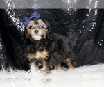 Puppy Fudge AKC Poodle (Toy)