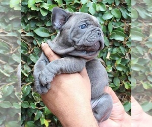 French Bulldog Puppy for sale in HAMPTON, GA, USA