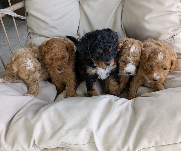Medium Photo #12 Cavapoo Puppy For Sale in GOSHEN, IN, USA