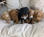 Small #11 Cavapoo