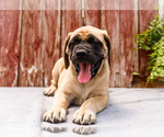 Small Photo #17 Mastiff Puppy For Sale in WAKARUSA, IN, USA
