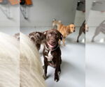 Small #4 Staffordshire Bull Terrier