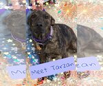 Small Photo #1 Labrador Retriever-Unknown Mix Puppy For Sale in Pipe Creek, TX, USA