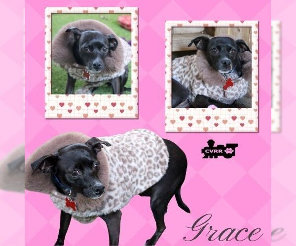 Medium Photo #1 Chihuahua-Unknown Mix Puppy For Sale in Lindsay, CA, USA