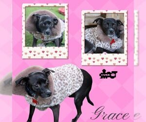 Chihuahua-Unknown Mix Dogs for adoption in Lindsay, CA, USA